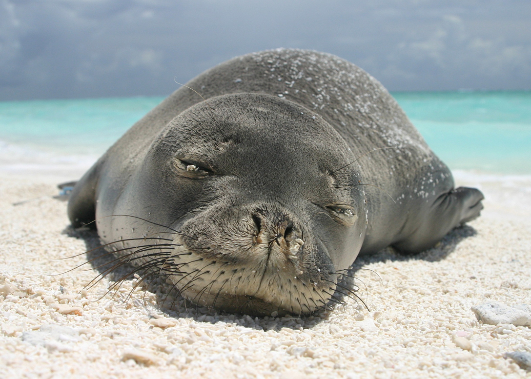 there are only 1,100 Hawaiian monk seals left. They are the most endangered pinniped in the U.S.