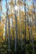 "Colorado Gold" is typically at its peak from mid-September through early October.