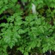 Chervil from The Growers Exchange