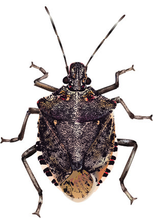 A brown marmorated stink bug