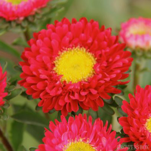 The Grower’s Box Announces the Addition of Aster Matsumoto Flowers to ...