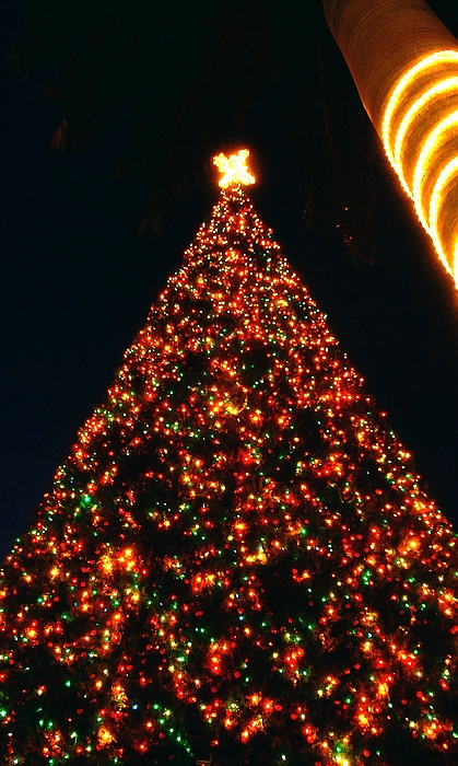The spectacular 100 ft. Christmas Tree in Downtown Delray Beach, Florida.