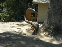 Newport Beach accident attorney gets large jury verdict for Crestline woman injured by tree branch.