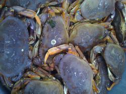 Dungeness crab, fresh crab, Columbia River, Ilwaco, Ole Bob's Seafood, Long Beach Peninsula, washington coast restaurant, best, freshest, sweet, Dine at the Source