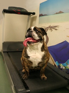 Treadmill Trots will Help Dogs Trim Down and Get in Shape.