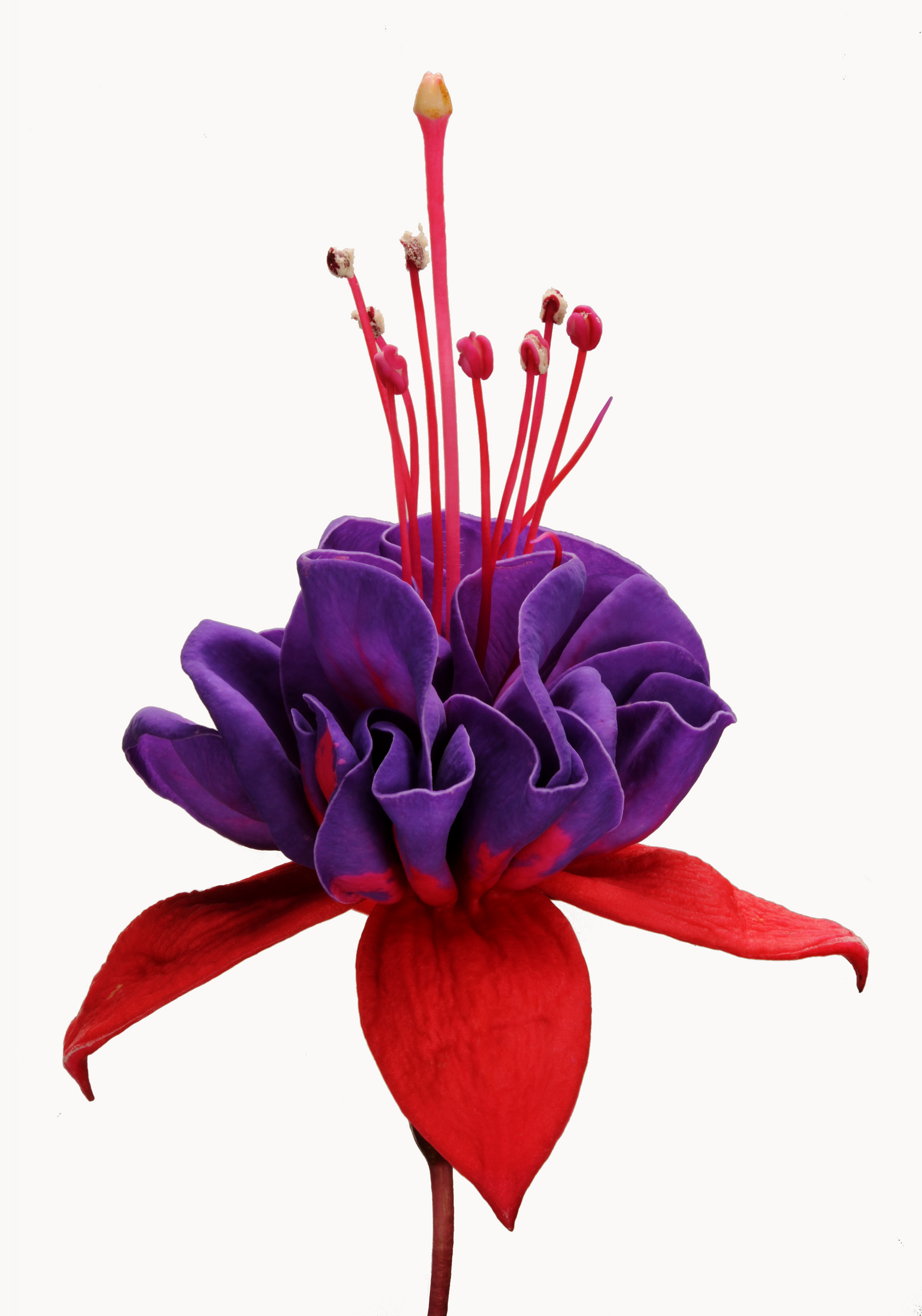 Fuschia from David Leaser