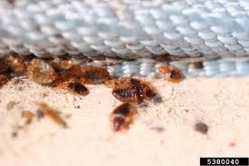 Eliminate’Em Pest Control Services Offers $40.00 off Bed Bug Treatments ...