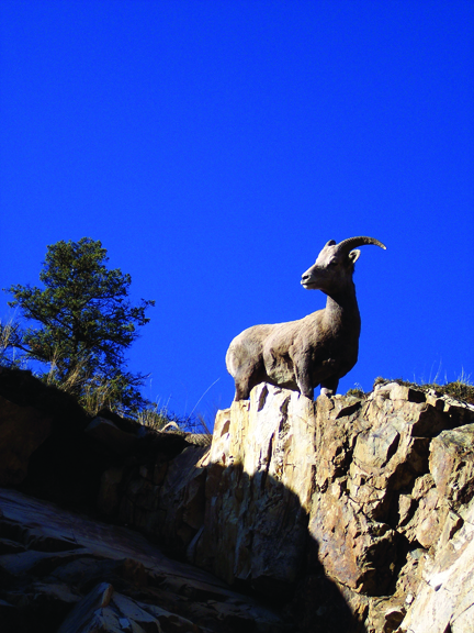 Wild sheep