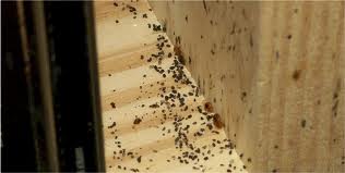 Omaha Residents May See A Frightening Bed Bug Epidemic ...