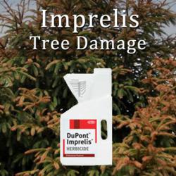 If you sustained Imprelis damage to your trees after Imprelis use, contact Wright & Schulte LLC today for a FREE Imprelis lawsuit  evaluation at http://www.yourlegalhelp.com, or call 1-800-399-0795.
