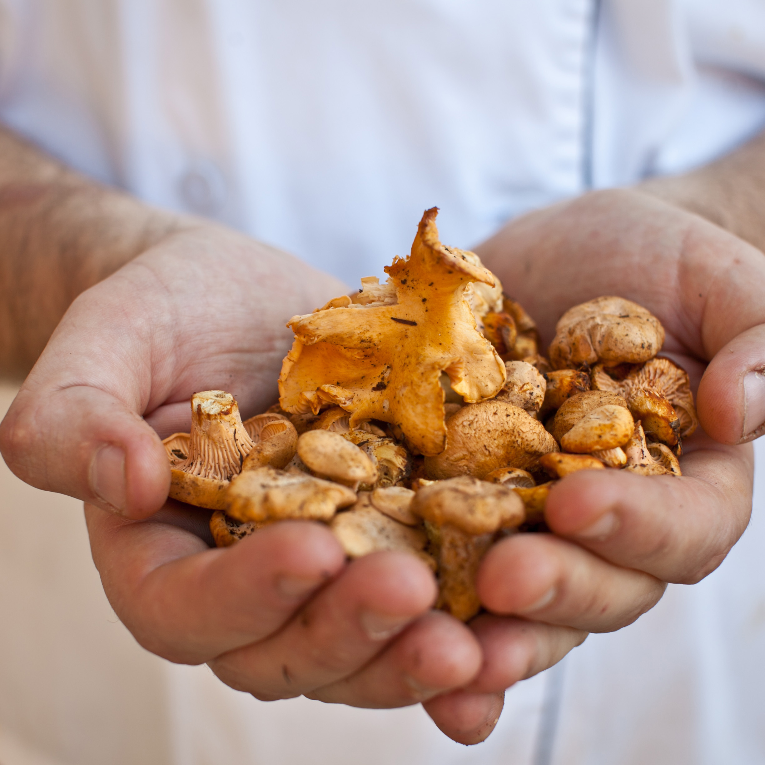 Top 10 Tips for Cooking with Wild Mushrooms from Chef Christopher of ...