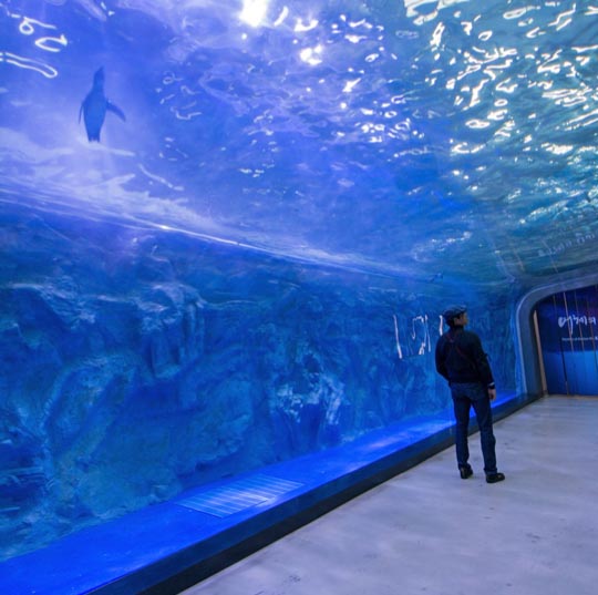 AquaPlanet Jeju Debuts Largest Acrylic Aquarium Window in South Korea ...