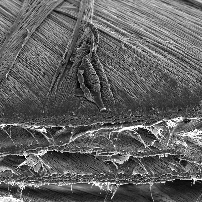 Nanofibre layers from biopolymer