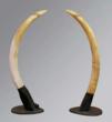 Monumental Ivory Elephant Tusks.