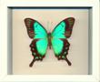 Swallowtail Butterfly Frame