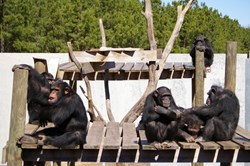 A photo of chimpanzees at Chimp Haven