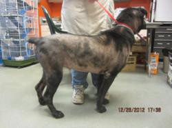 Pet neglect 
Gracie - gets new coat
WAGS Pet Adoption
