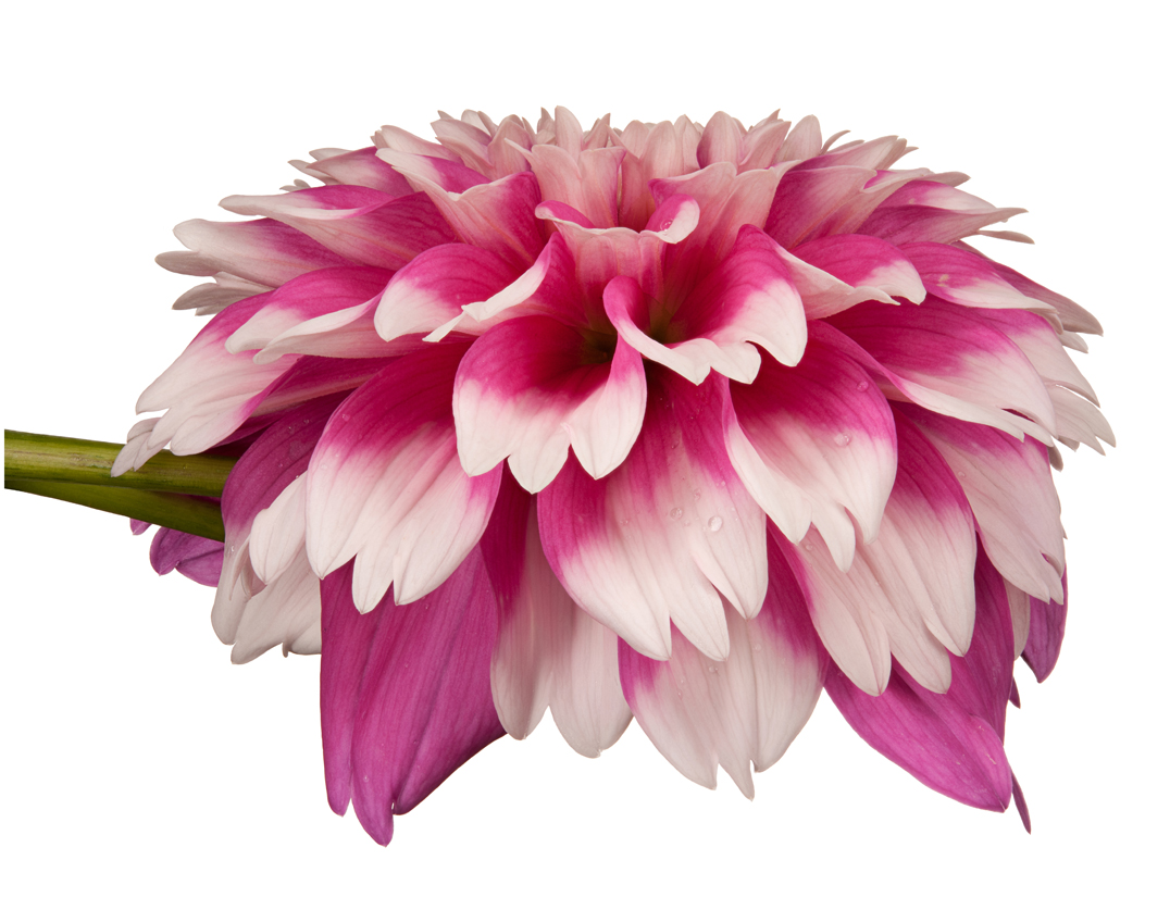 Dahlia from David Leaser