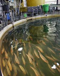 Land-based closed-containment farming of Atlantic salmon