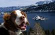 Bodie awards Lake Tahoe four paws for being dog-friendly