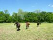 Equestrian Estate on 105 Acres