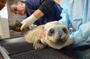 harbor seal pup, marine mammal center