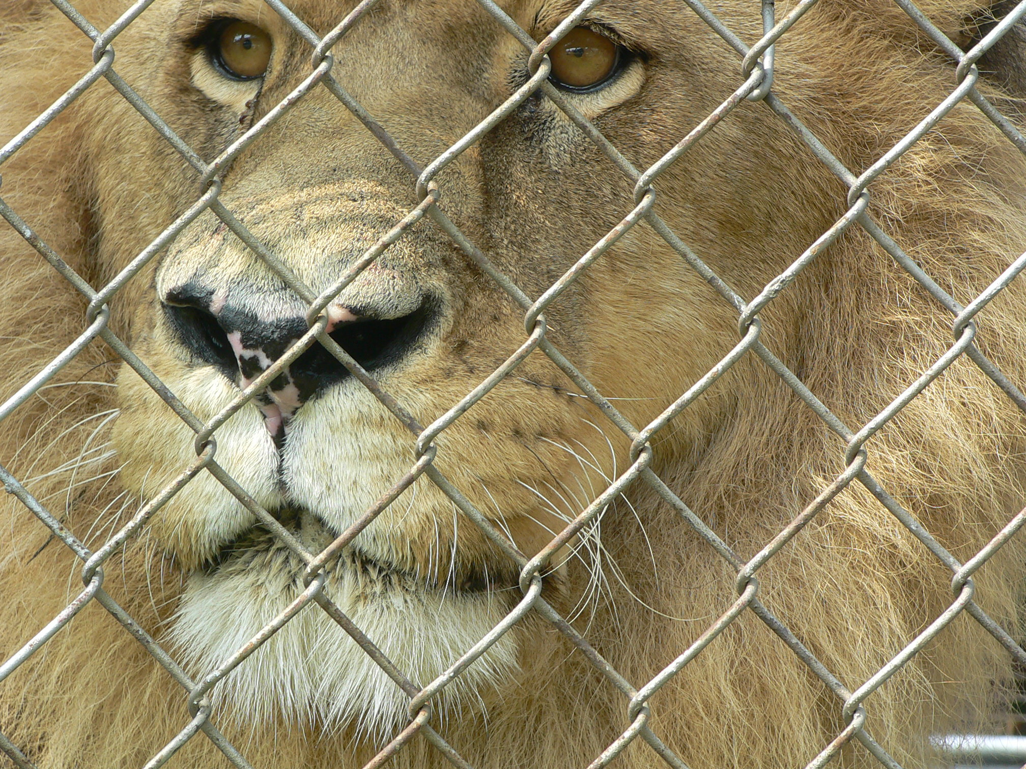 Captive lion behind bars. (Credit: Born Free USA)