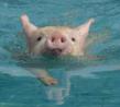 World Renowned Swimming Pigs