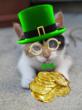 Photo of St. Patrick's Day cat