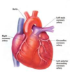 Heart Disease @ TriScience.com