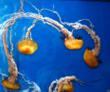 The jellies at the San Francisco Aquarium  on Pier 39 will mesmerize.