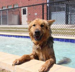 'Boudreax,' a German shepherd mix, is the first to try out the new BAH pool