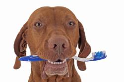 Dental Care For Your Dog