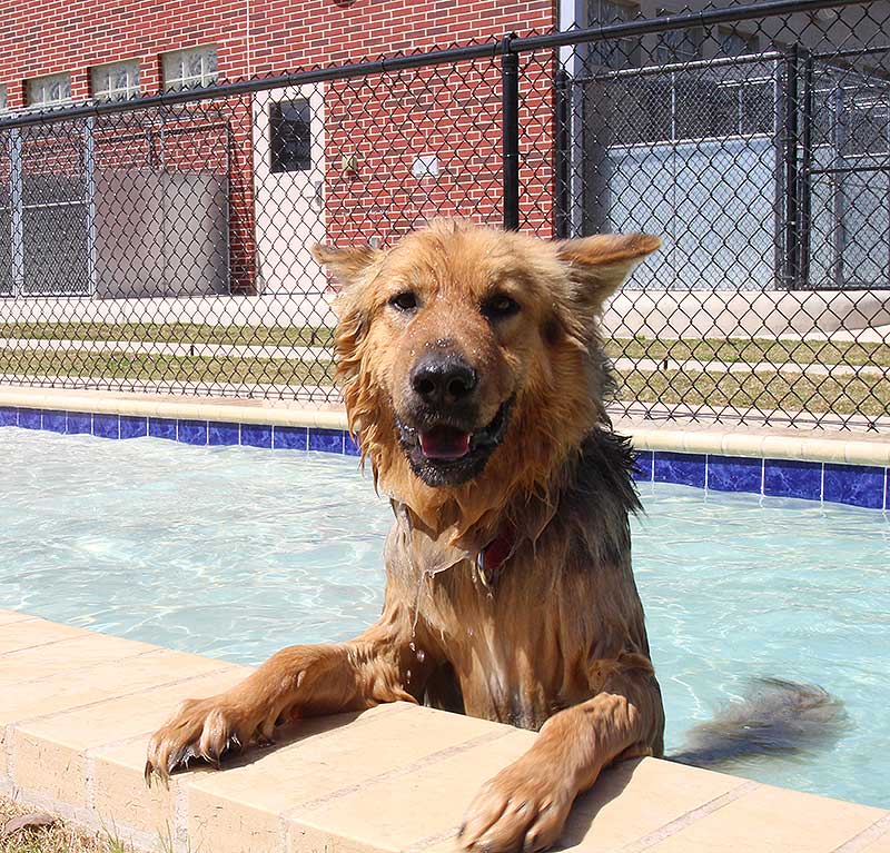 'Boudreax,' a German shepherd mix, takes a test dive in the Becker Pet Resort's new "Doggie Splash" pool.