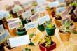 Mini potted succulents as both seating cards and favors