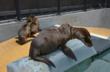 marine mammal center, sausalito, ca, malnourished, sea lions