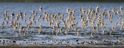 Shorebirds, Washington coast, spring migration, field trips, Audubon, Long Beach Peninsula, Willapa Bay, refuge, dunlin, sandpiper, sanderling