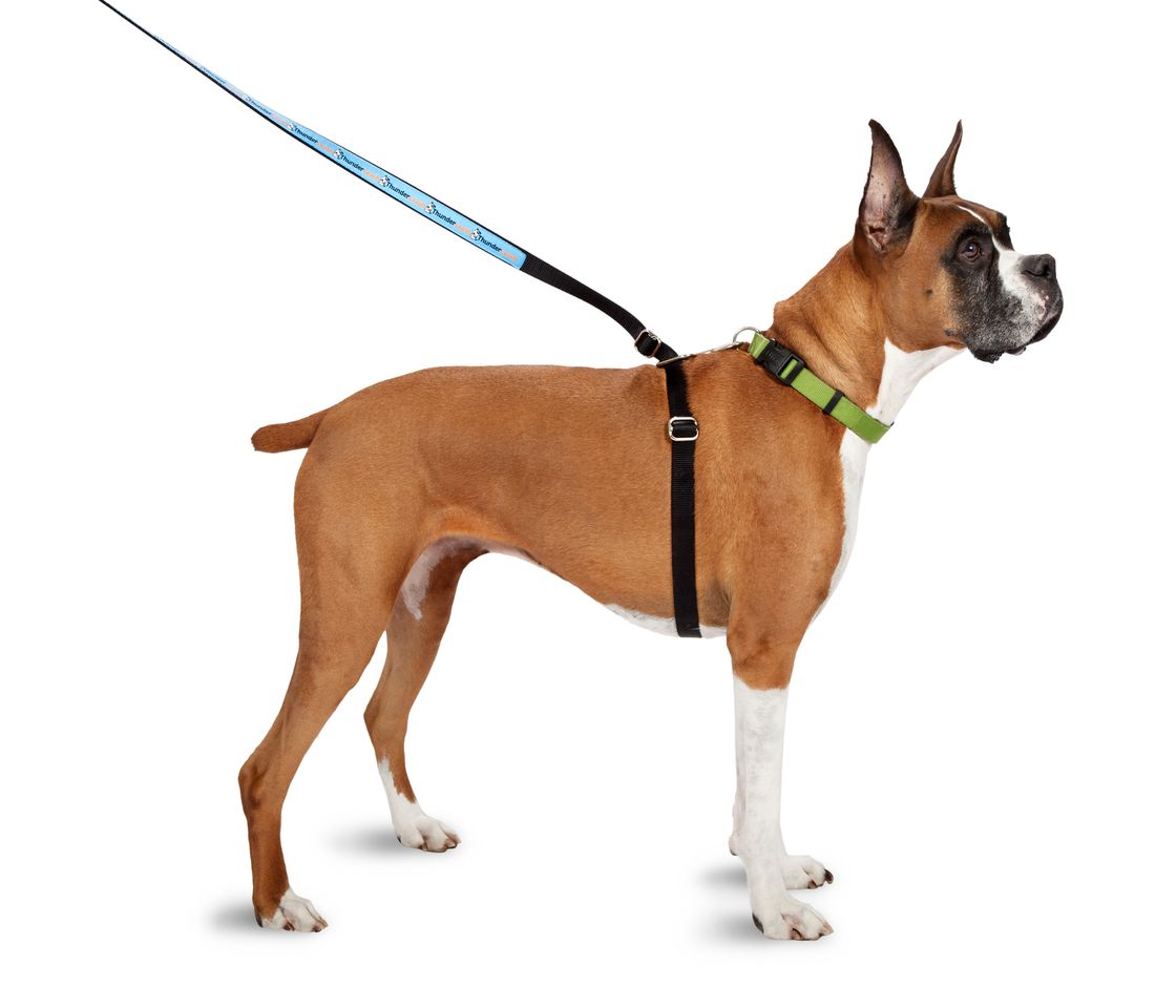 The award-winning ThunderLeash, a "no pull" solution for dog owners.