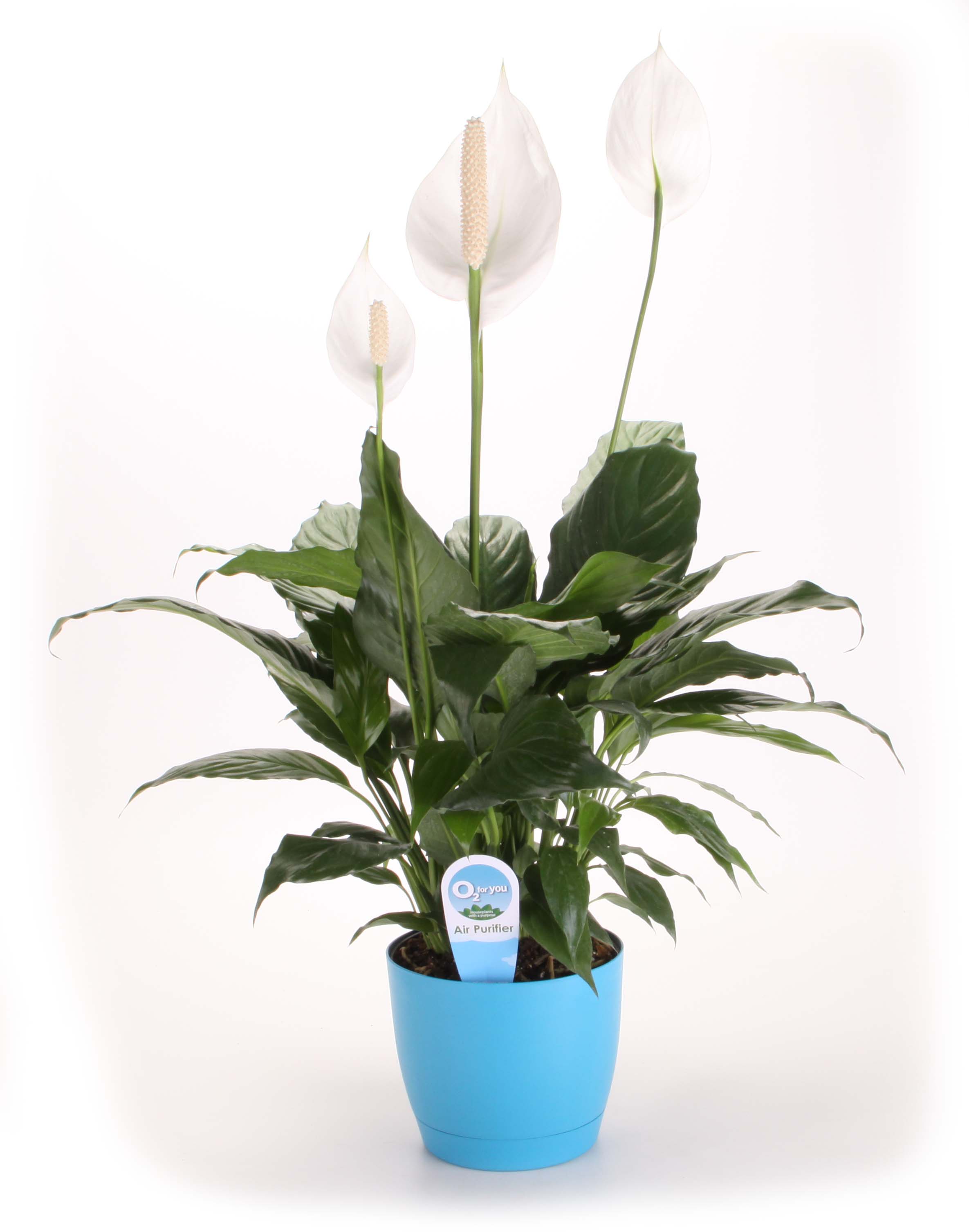 A peace lily in the workspace increases productivity and decreases stress