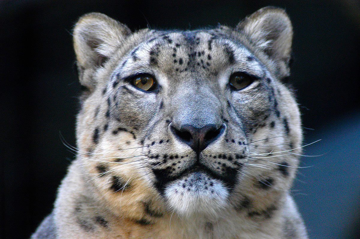 The Snow Leopard -an Endangered Species -photo by Endangered Species Journalist Craig Kasnoff