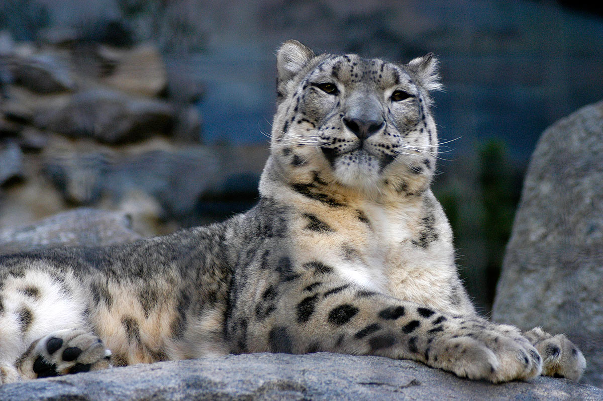 The Snow Leopard - an Endangered Species - photo by Endangered Species Journalist Craig Kasnoff