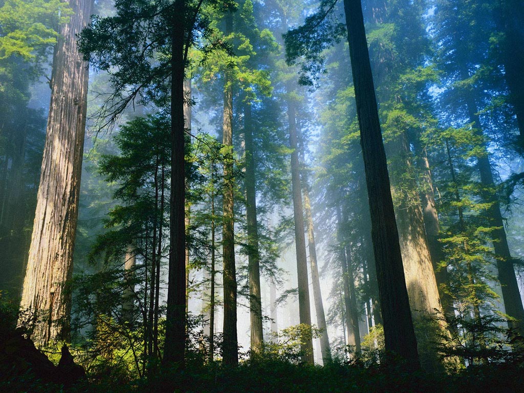 Siberian Cedars