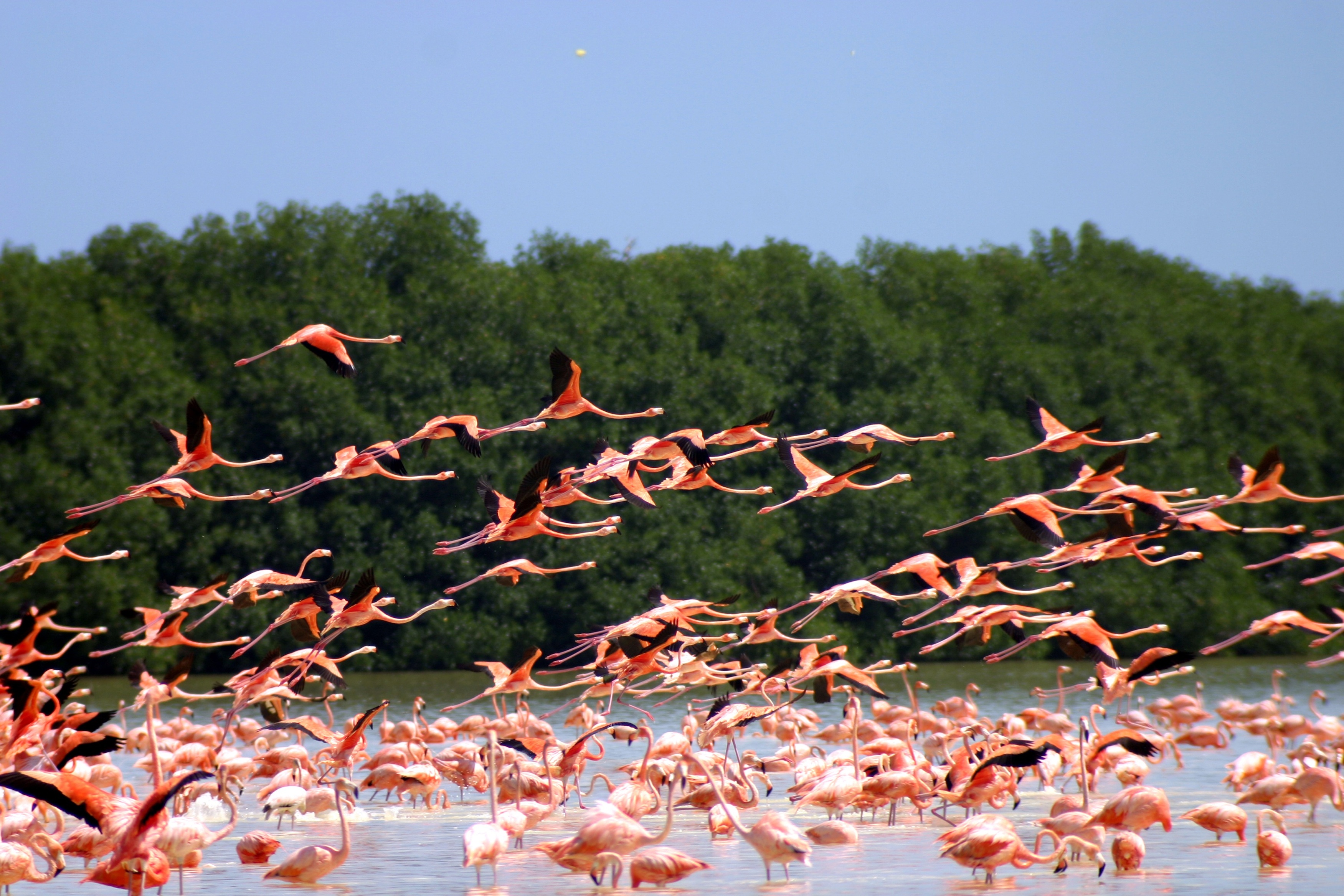 American Pink Flamingo Flock, Celestún