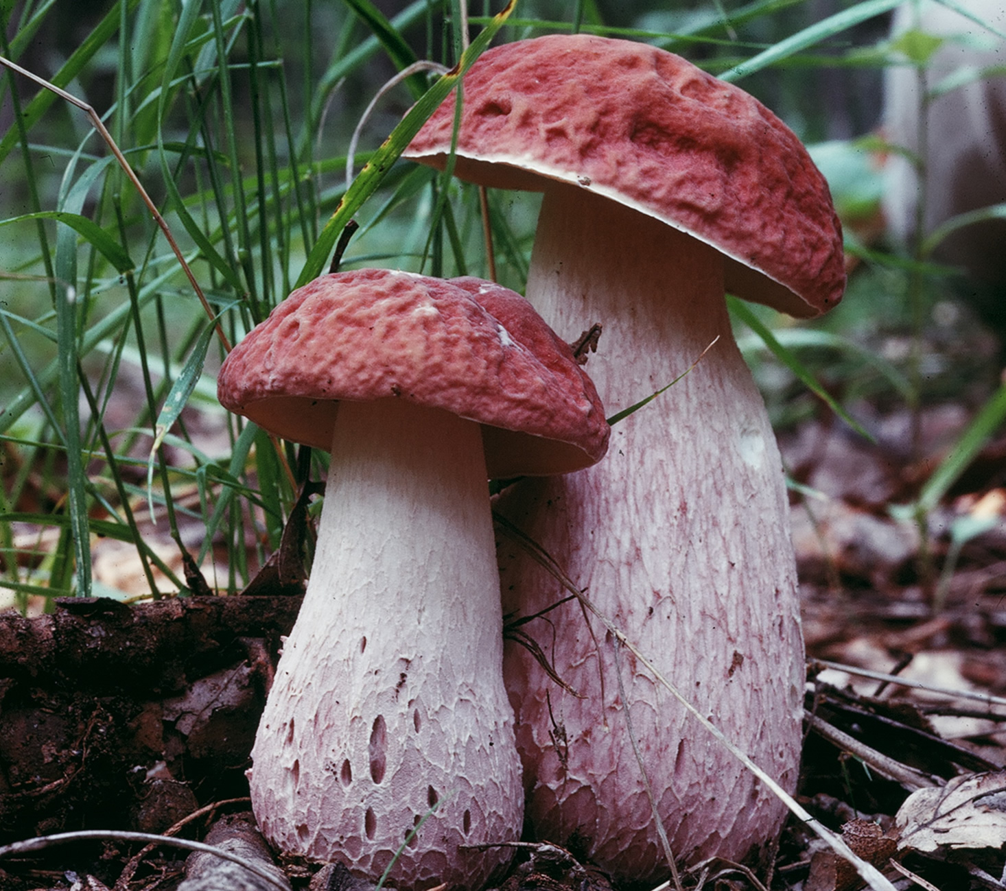 Wild Foraged Mushrooms