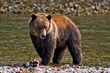 Grizzly bear, credit Darren Bernaerdt