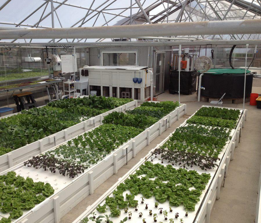 Green Acre Aquaponics Introduces a Revolutionary Approach ...