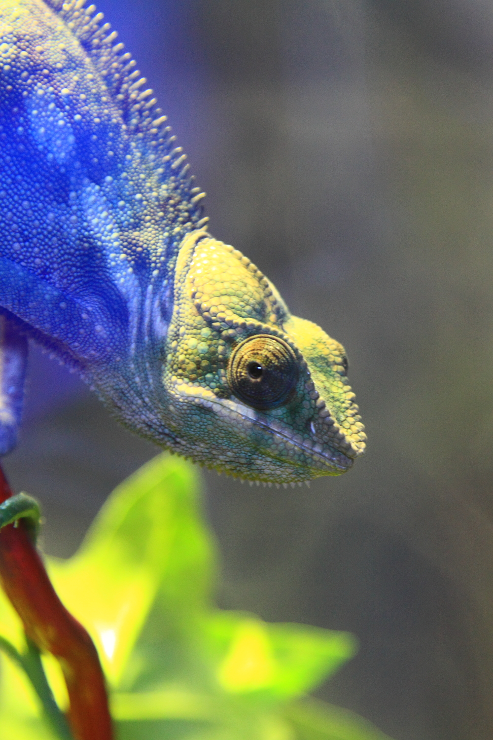 Portland Aquarium