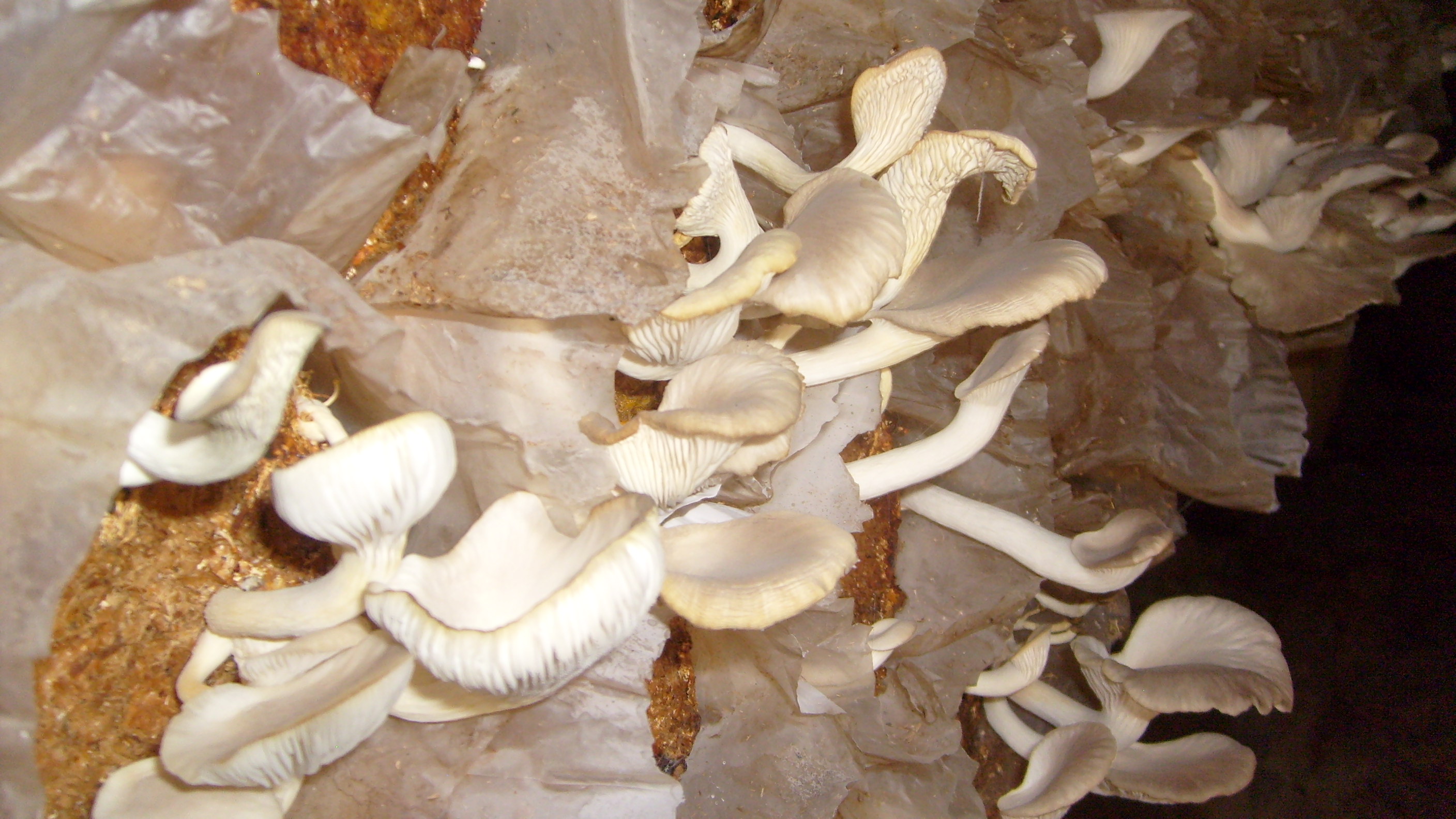 Oyster mushrooms growing in Ghana