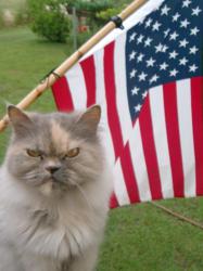 fourth of july cat