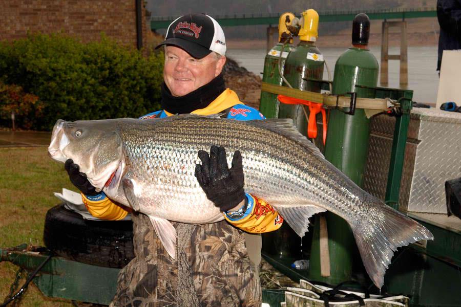 Mark Rose with record-breaking stiped bass on Douglas Lake